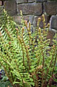 DRYOPTERIS AFFINIS CRISTATA