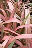 PHORMIUM JESTER