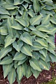 HOSTA PARADISE JOYCE