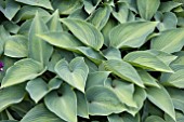 HOSTA PARADISE JOYCE