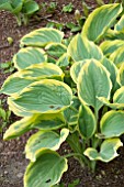 HOSTA SNOW CAP