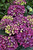 HYDRANGEA MACROPHYLLA DEEP PURPLE