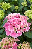 HYDRANGEA MACROPHYLLA DWARF PINK