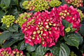 HYDRANGEA RED ROMANCE