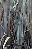 PHORMIUM LINEATUM PURPUREUM