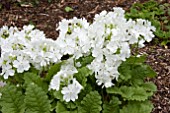 PRIMULA SIEBOLDII SNOWFLAKE