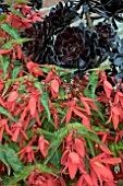 AEONIUM ZWARTKOP AND BEGONIA SANTA CRUZ SUNSET