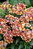 ANTIRRHINUM DAZZLING LIPS SUNSET