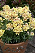 ANTIRRHINUM DAZZLING LIPS YELLOW