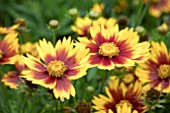 COREOPSIS LIL BANG DAYBREAK