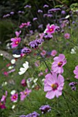 COSMOS AND VERBENA BONARIENSIS IN A BORDER