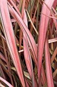 PHORMIUM PINK PANTHER