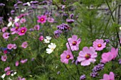 COSMOS AND VERBENA BONARIENSIS IN A BORDER