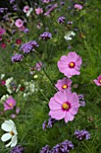 COSMOS AND VERBENA BONARIENSIS IN A BORDER
