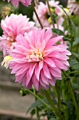 DAHLIA ALLOWAY CANDY