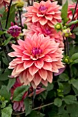 DAHLIA AMERICAN DAWN