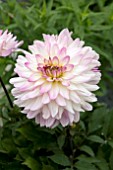DAHLIA SINCERITY