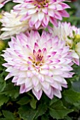 DAHLIA XXL CELAYA