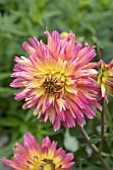 DAHLIA XXL SUNSET