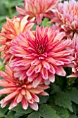 DAHLIA XXL TABASCO