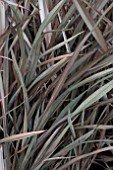 PHORMIUM PLATTS BLACK