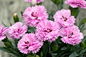 DIANTHUS DIANTICA LAVENDER WITH EYE