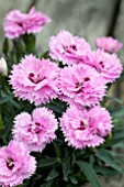 DIANTHUS DIANTICA LAVENDER WITH EYE