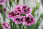 DIANTHUS DIANTICA LILAC WITH EYE