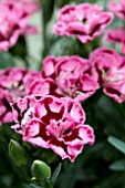 DIANTHUS DIANTICA STRAWBERRY CREAM