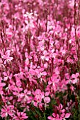 GAURA WALBERTONS FLAMINGO