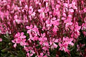 GAURA WALBERTONS FLAMINGO