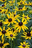 RUDBECKIA LITTLE GOLD STAR