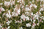 GAURA WALBERTONS GOLD FOUNTAIN