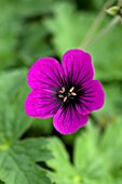 GERANIUM DRAGONS HEART