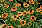 HELENIUM SHORT N SASSY