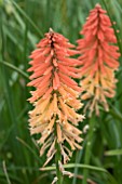 KNIPHOFIA POCO SUNSET