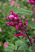 SALVIA INVOLUCRATA BETHELLII