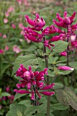 SALVIA INVOLUCRATA BETHELLII