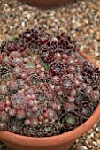 SEMPERVIUM SPICE