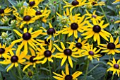 RUDBECKIA LITTLE GOLD STAR