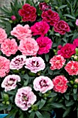 DIANTHUS SUNFLOR MIX