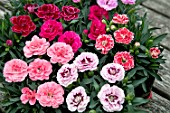 DIANTHUS SUNFLOR MIX