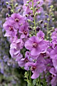 VERBASCUM SUGAR PLUM