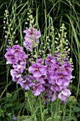 VERBASCUM SUGAR PLUM