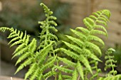 ATHYRIUM FELIX FEMINA VICTORIAE