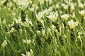 LAVANDULA STOECHAS TIARA