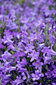 CAMPANULA PORTENSCHLAGIANA CLOCKWISE