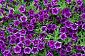 CALIBRACHOA MILLION BELLS STAR BLUE