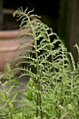 DRYOPTERIS FELIX LINEARIS POLYDACTYLA