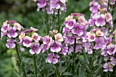 ERYSIMUM WINTER CHARM